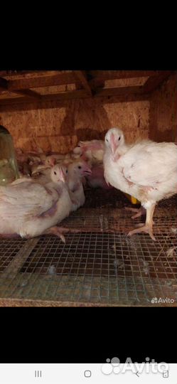 Индюшата. Цесарки, Бройлеры