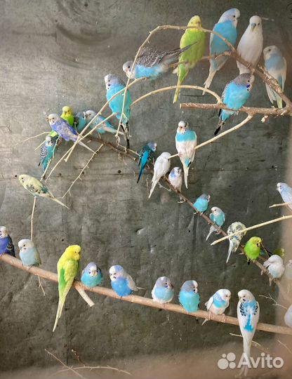 Волнистые попугаи