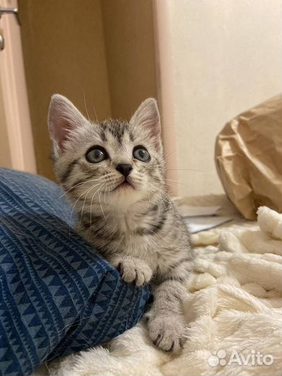 Котенок Чуня ищет дом