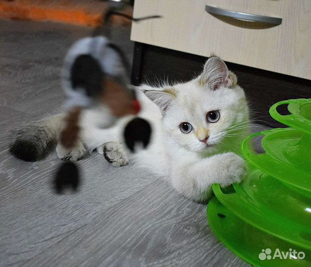 Шотландская кошка