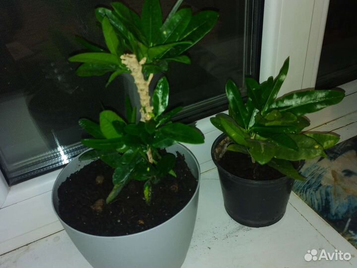 Кротон золотая звезда