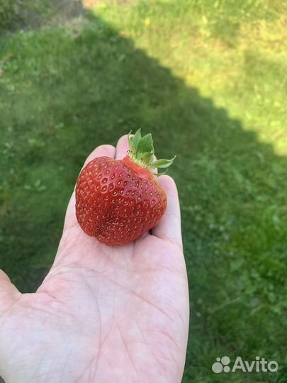 Усы клубники