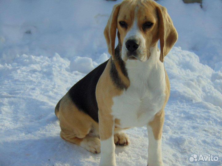 Щеночки Бигль