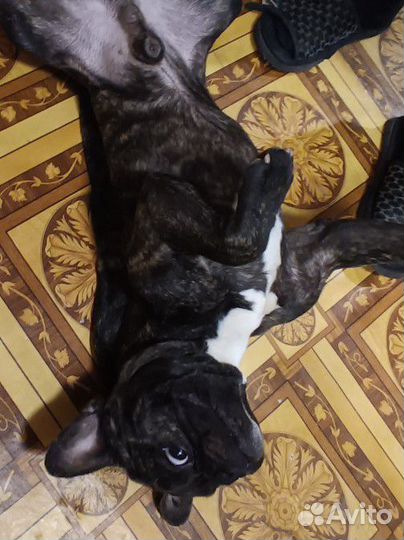 Французский бульдог вязка