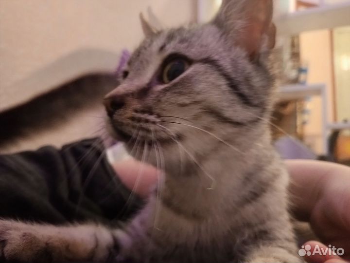 Котёнок Мальчик (породы Королевский Мау)