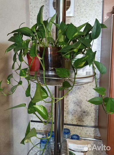 Эпипремнумы