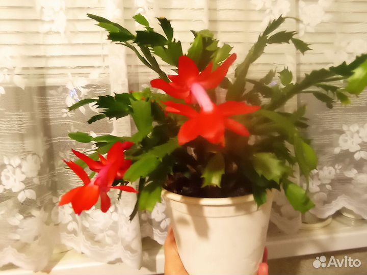 Шлюмбергеры сортовые