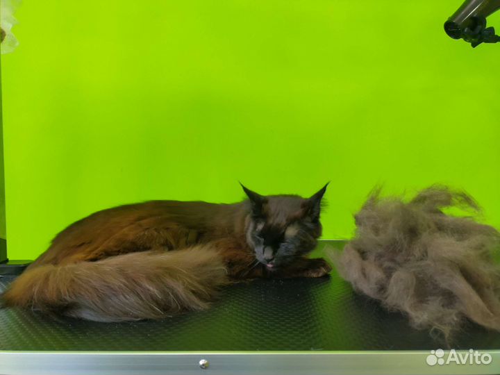 Студия груминга