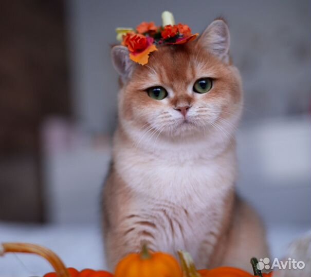 Фотограф анималист