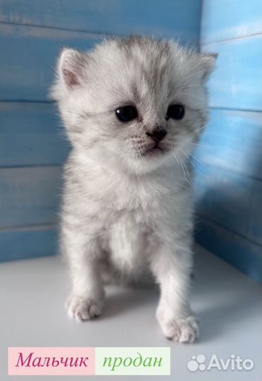 Британские котята
