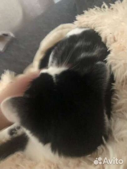 Потерялся кот