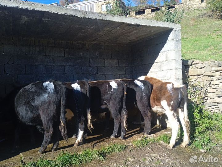 Бычки и телки