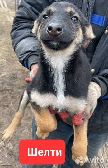 Щенки из приюта в добрые руки (девочки)