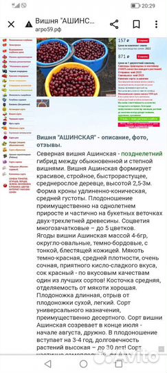 Вишня ашинская