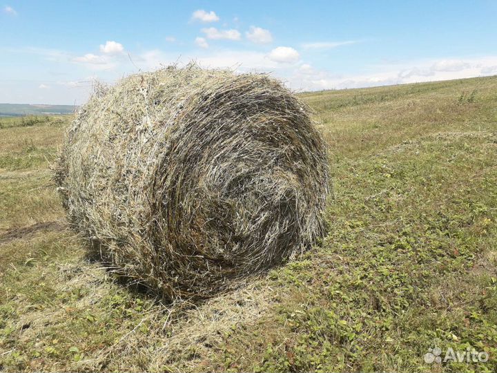 Сено в рулонах