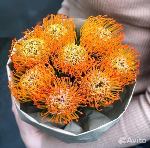 Леукоспермум