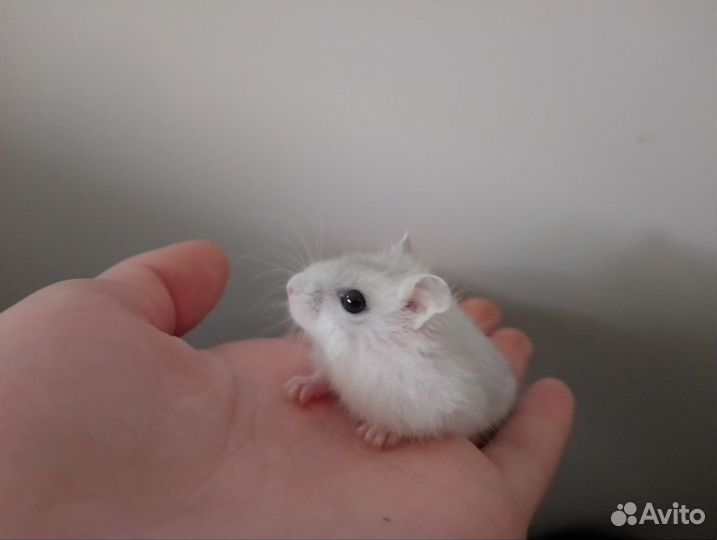 Джунгарский хомяк бесплатно