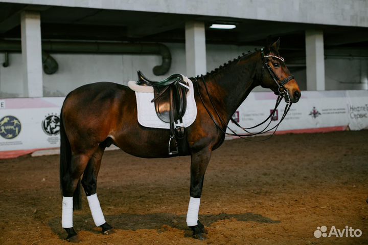 Выездковый мерин