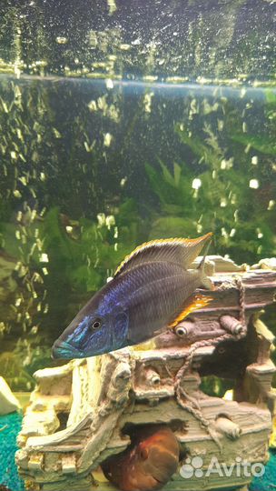 Полиптерус длиннорыл