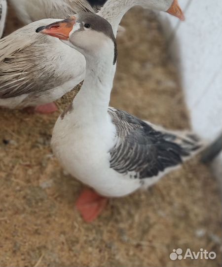 Гуси Рейнские