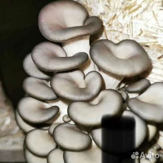 Готовые блоки Вешенки