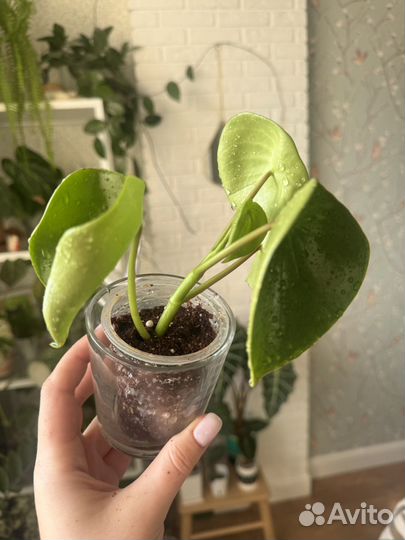 Пеперомия рейндроп