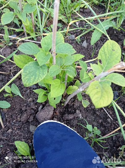 Гортензия саженцы (Академгородок)