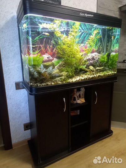 Sobo Aquarium