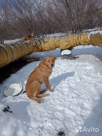 Отдам в добрые руки щенка