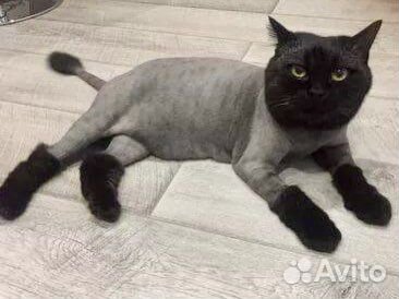 Стрижка котов кошек с выездом