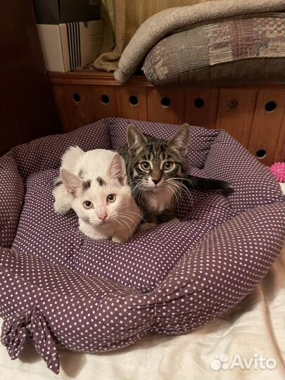 Котята в добрые руки даром