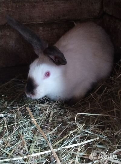 Продам кроликов на племя