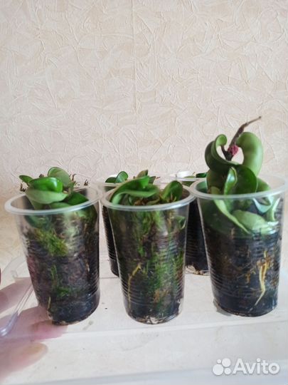 Хойя компакта