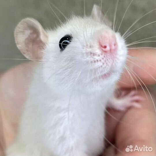 Питомник. Дамбо крысы, крысята, крыса