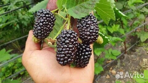 Саженцы ежевики Прайм Арк Фридом