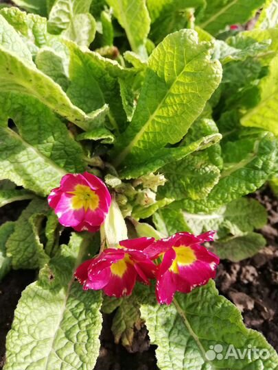 Многолетники