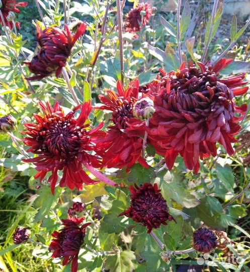 Цветы хризантемы