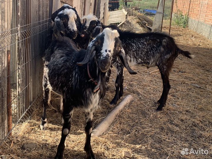 Англо нубийские козы