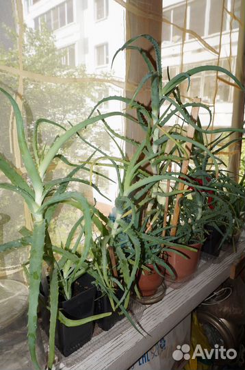 Алоэ лекарственное (3 года) И алоэ вера