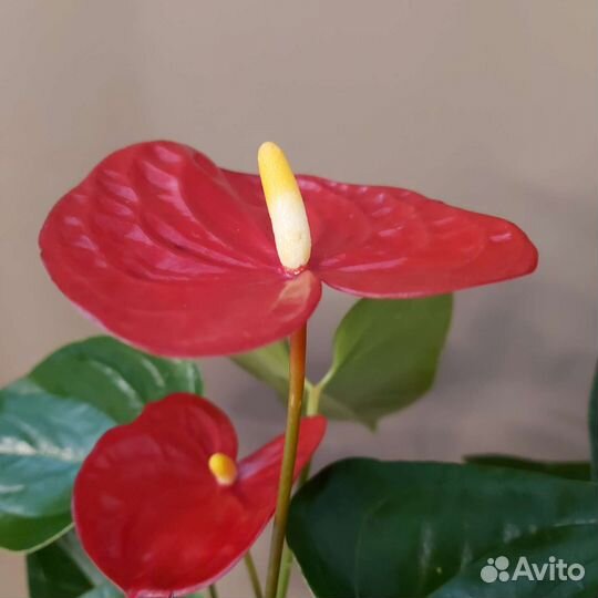 Антуриум Комнатные растения Доставка