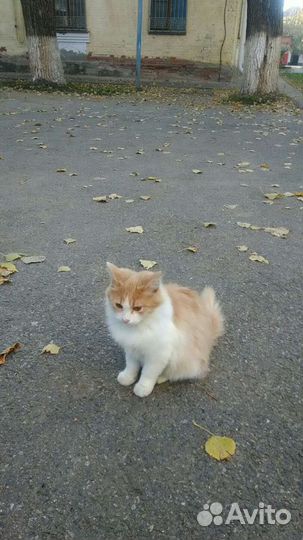 Молодой котик