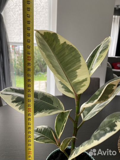 Фикус Эластика Тинеке