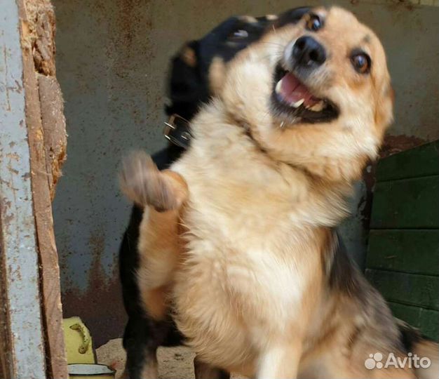 Молоденькие собачки приюта