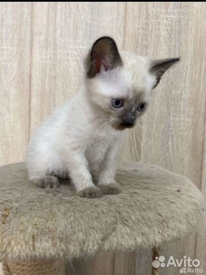 Сиамские котята