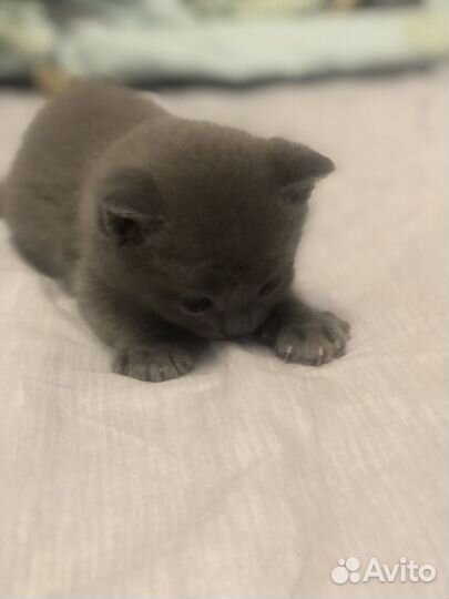 Котята