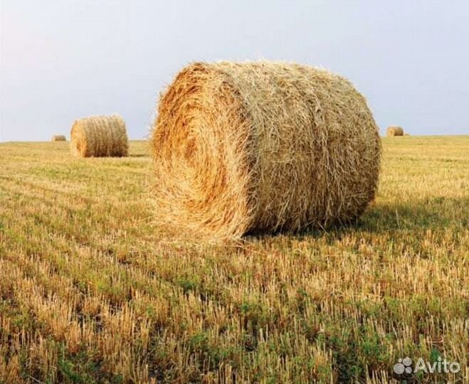 Зерно пшеница и солома