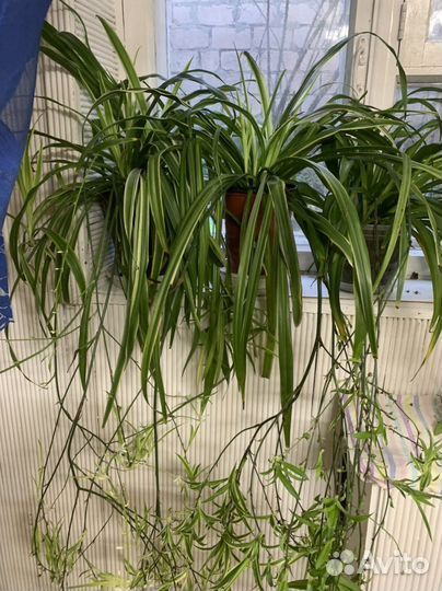 Хлорофитум