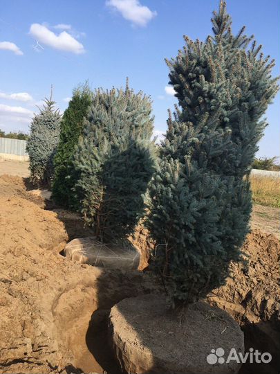 Премиальные туи из питомника