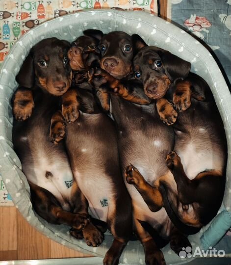 Щенки миниатюрной таксы