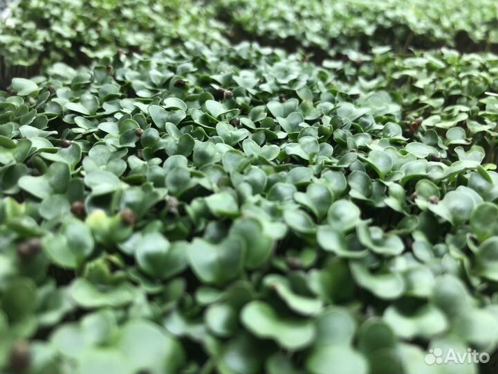 Микрозелень брокколи